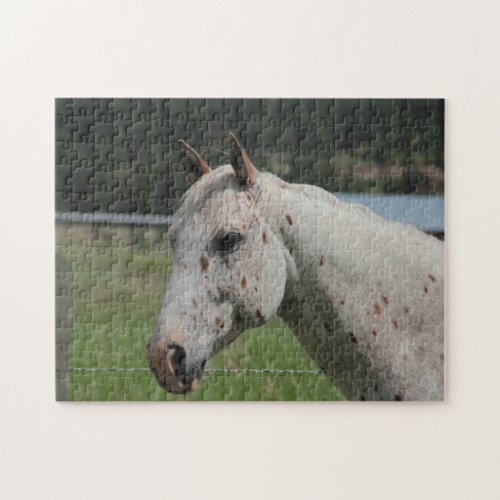 Beautiful Pinto Horse  Pony Portrait Jigsaw Puzzle