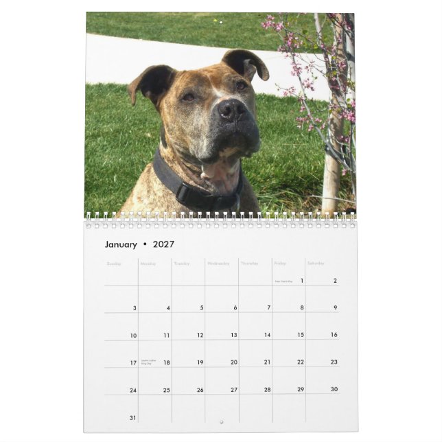 Beautiful Pitbulls 2013 Dog Calendar (Jan 2027)