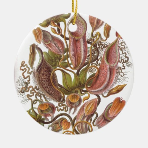 Beautiful pitcher plant drawing by Haeckel Ceramic Ornament