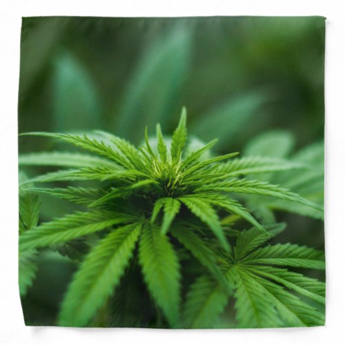 Beautiful Plant Lush Weed Bandana