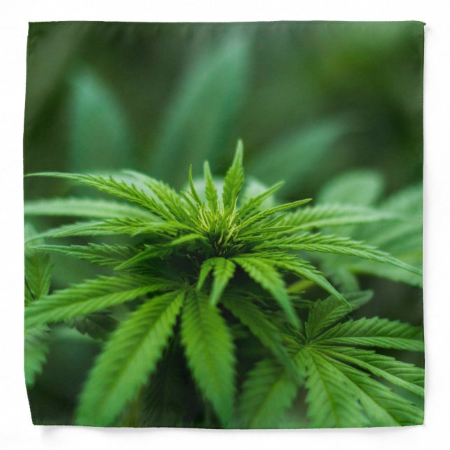 Beautiful Plant Lush Weed Bandana (Front)