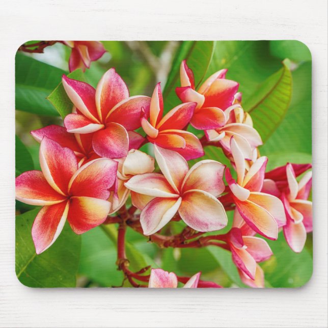 Beautiful Plumeria Flowers Mouse Pad (Front)