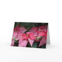 Beautiful Poinsettias Photo Christmas Card