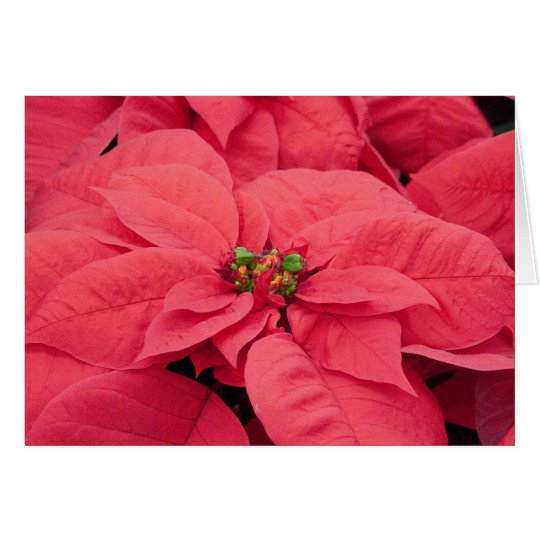 Beautiful Poinsettias Photo Christmas Card