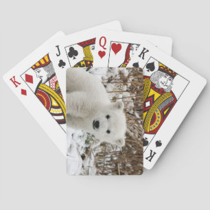 Beautiful Polar Bear Cub Poker Cards