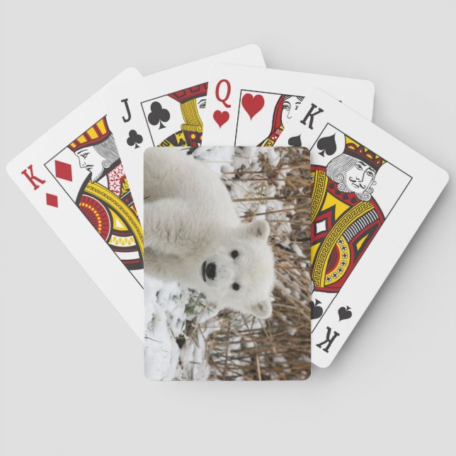 Beautiful Polar Bear Cub Poker Cards (Back)