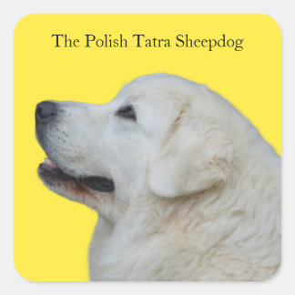 Beautiful Polish Tatra Sheepdog Breed Sticker