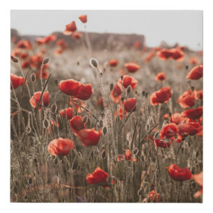 beautiful poppy flowers faux canvas print