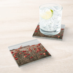 beautiful poppy flowers glass coaster