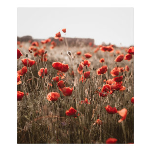 beautiful poppy flowers photo print