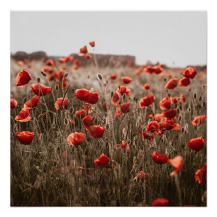beautiful poppy flowers poster