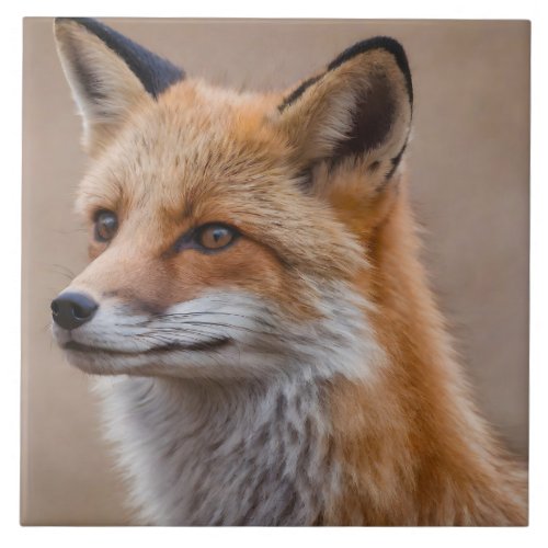 Beautiful Portrait of Red Fox in Wilderness 2a Ceramic Tile