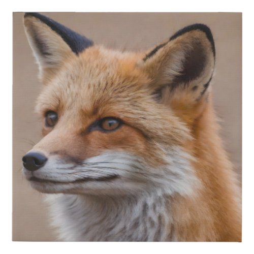 Beautiful Portrait of Red Fox in Wilderness 2a Faux Canvas Print