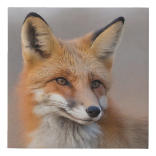 Beautiful Portrait of Red Fox in Wilderness 3a  Faux Canvas Print