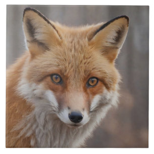 Beautiful Portrait of Red Fox in Wilderness Ceramic Tile