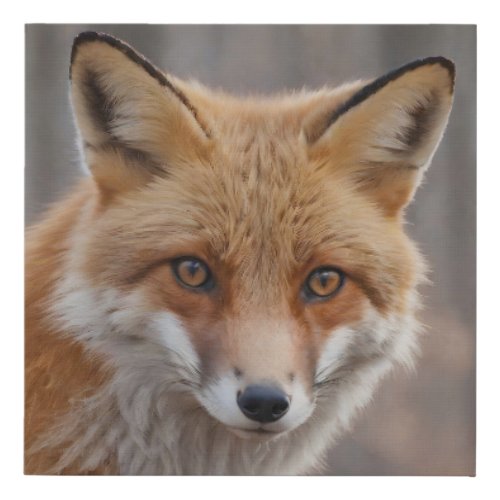 Beautiful Portrait of Red Fox in Wilderness  Faux Canvas Print