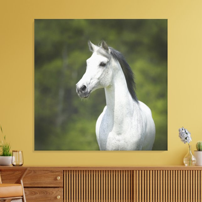 Beautiful Portrait of White Horse Green Background Canvas Print (Insitu(LivingRoom))