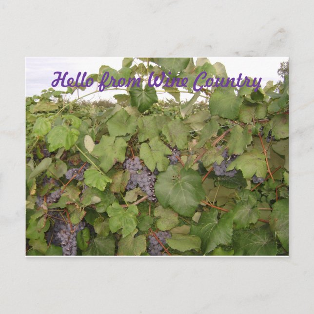 Beautiful Post card of Grapes (Front)