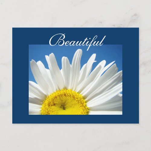 Beautiful postcards White Daisy Flowers post cards