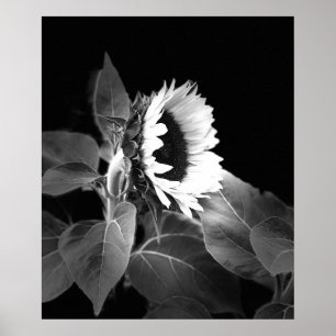 Beautiful Poster of Sunflower in Black and White