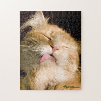 Beautiful Preening Maine Coon Close Up Photograph