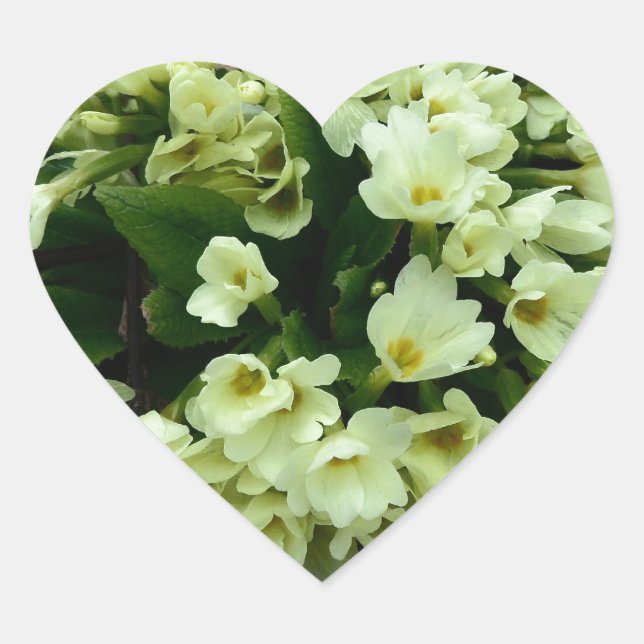Beautiful Primula vulgaris Primroses in dry leaves Heart Sticker (Front)