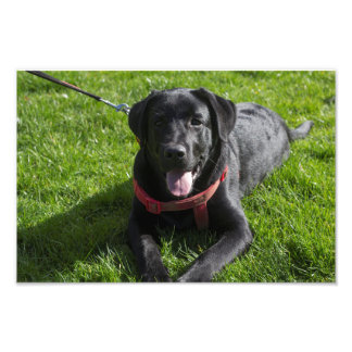 Beautiful printed photograph of a black Labrador