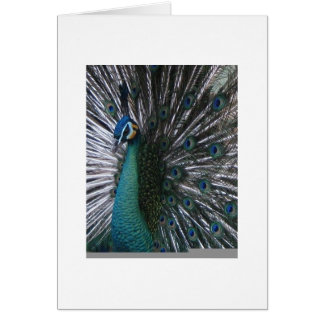 Beautiful & Proud Spalding Peacock Cards