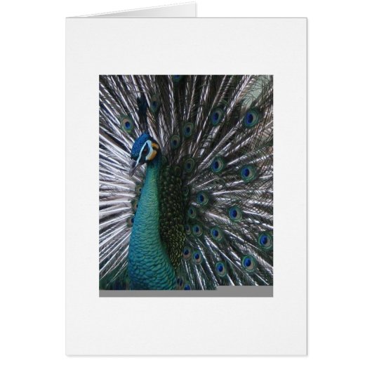 Beautiful & Proud Spalding Peacock Cards (Front)