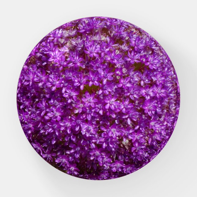 Beautiful Purple Allium Flowers Paperweight (Front)