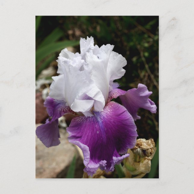 Beautiful Purple and White Iris Design Postcard (Front)
