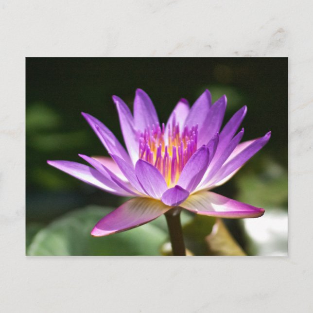 Beautiful Purple and Yellow Lotus Flower Photo! Postcard (Front)