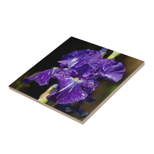 Beautiful Purple Bearded Iris in the Afternoon Sun Ceramic Tile (Side)