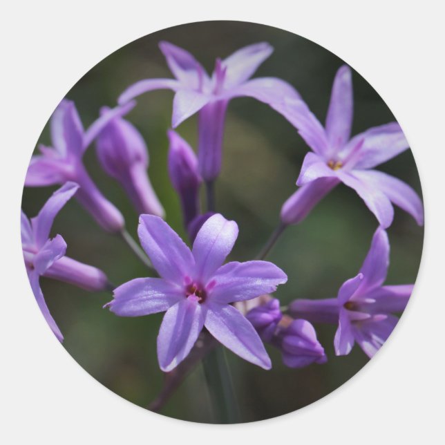 Beautiful Purple Blue Flowers Sticker (Front)