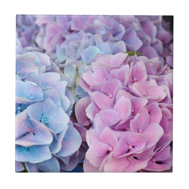 Beautiful Purple, Blue, Pink Hydrangea Flowers  Ceramic Tile (Front)