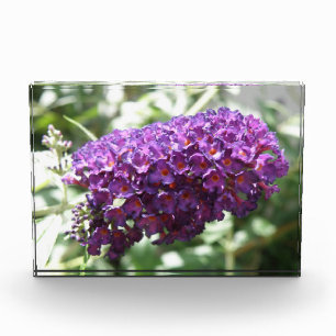 Beautiful Purple Buddleia Flowers Decorative Award