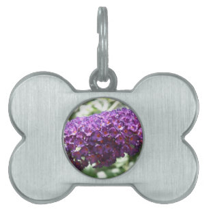 Beautiful Purple Buddleia Flowers Pet Tag
