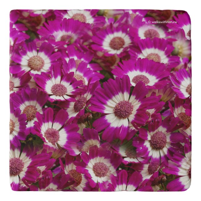 Beautiful Purple Cineraria Flowers Trivet (Front)