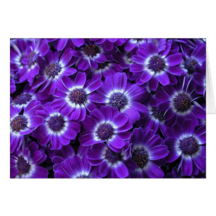 Beautiful Purple Cinerarias Cards