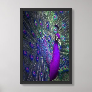 Beautiful Purple Color Feather Peacock Bird Framed Art