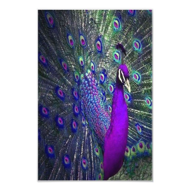 Beautiful Purple Color Feather Peacock Bird Photo Print (Front)