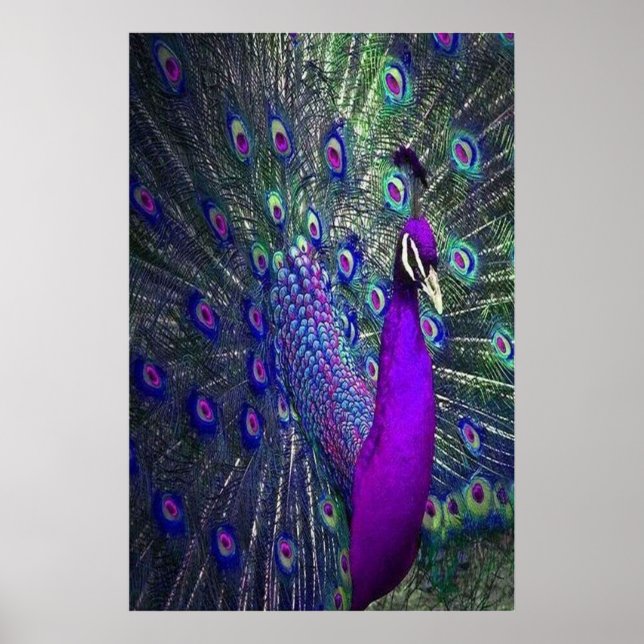 Beautiful Purple Color Feather Peacock Bird Poster (Front)