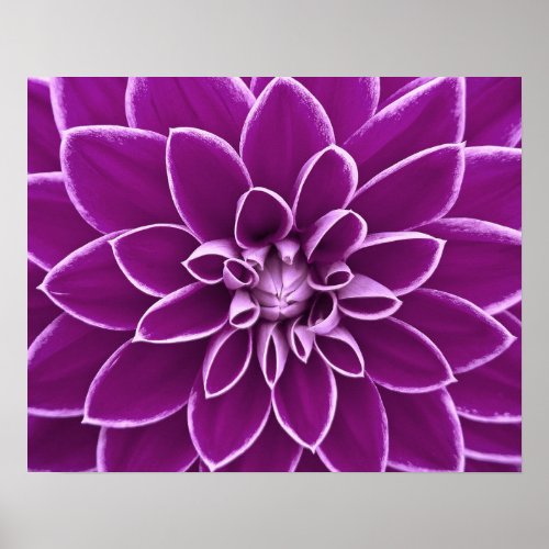 Beautiful purple dahlia poster