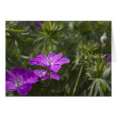 Beautiful purple garden flowers (Front Horizontal)
