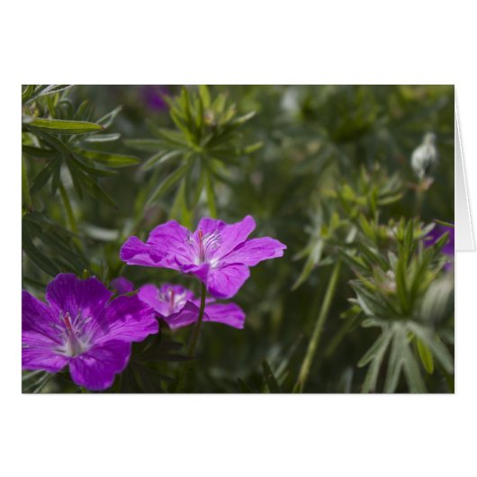 Beautiful purple garden flowers (Front Horizontal)
