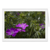 Beautiful purple garden flowers (Front Horizontal)