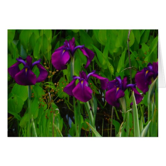 Beautiful Purple Iris (Front Horizontal)