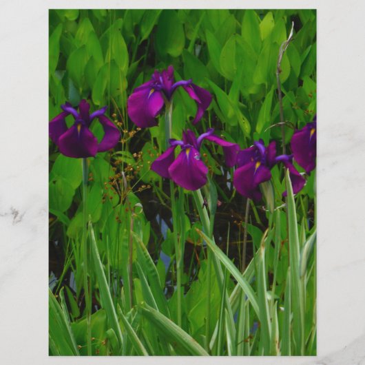 Beautiful Purple Iris (Front)