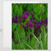 Beautiful Purple Iris (Front/Back)