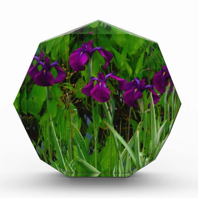 Beautiful Purple Iris Award (Front)